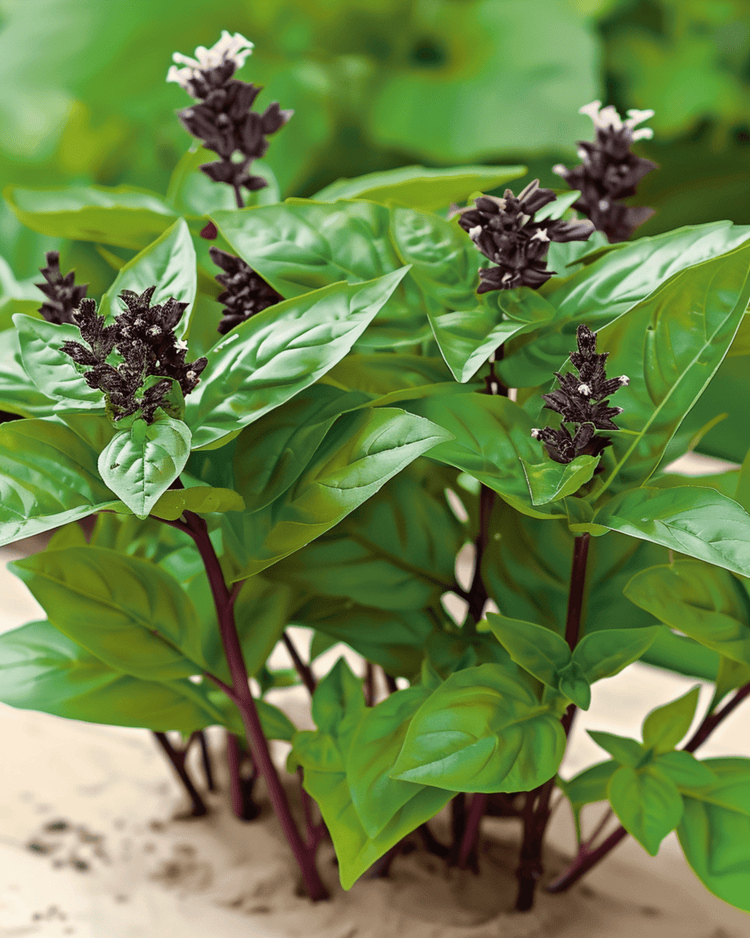 Le basilic thaï (Ocimum basilicum) cultivé à partir de graines — une herbe aromatique facile pour les débutants