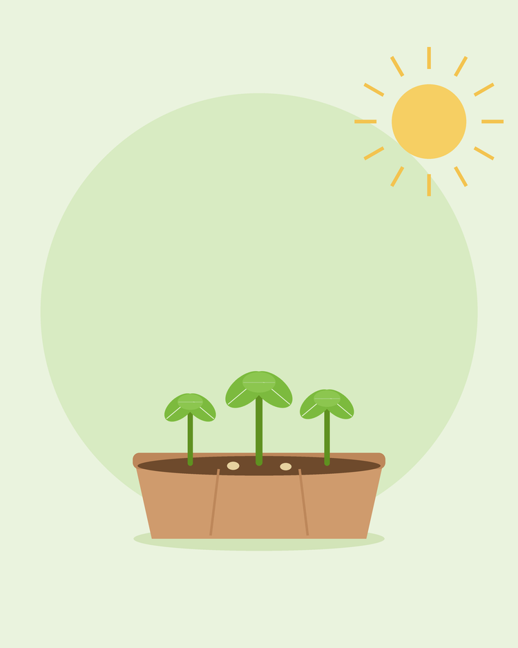 Flat illustration of a seed tray with three young seedlings in the sun — growing from seed for beginners, from SeedsChoice
