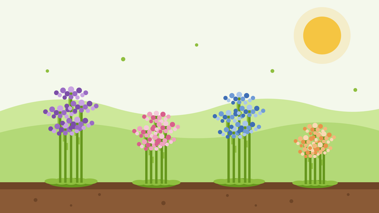 How to grow sea lavender from seed — flat illustration of clumps of purple, pink, blue and apricot statice flowers on winged stems in a sunny garden bed
