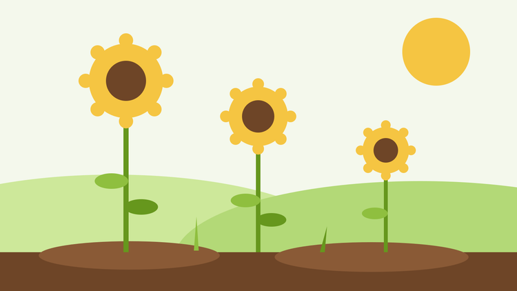 How to grow sunflowers from seed — flat illustration of three sunflowers of increasing height in a sunny garden