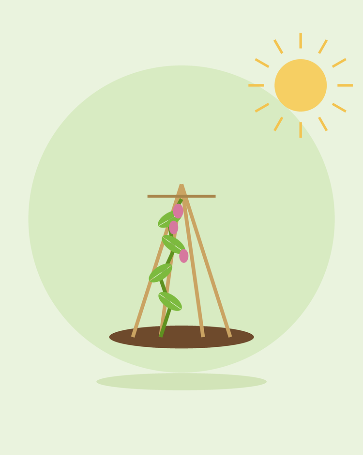 Flat illustration of een klimmend plant kweken up een cane wigwam — plant supports en trellising, van SeedsChoice
