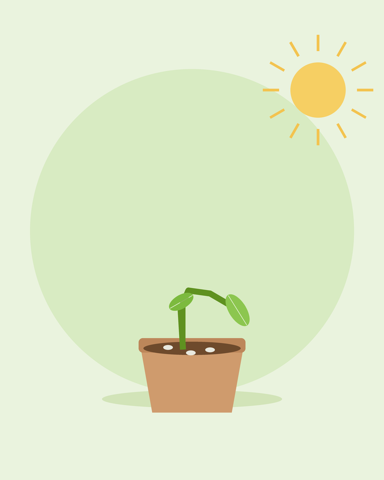 Flat illustration of een seedling collapsed bij de base in een pot met mould op de bodem — damping off, van SeedsChoice