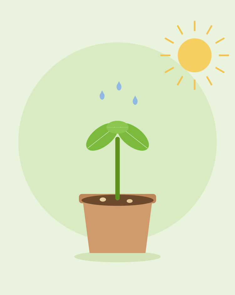 Flat illustration of een young seedling sprouting in een plant pot under de zon met water droplets — germinating zaden van SeedsChoice