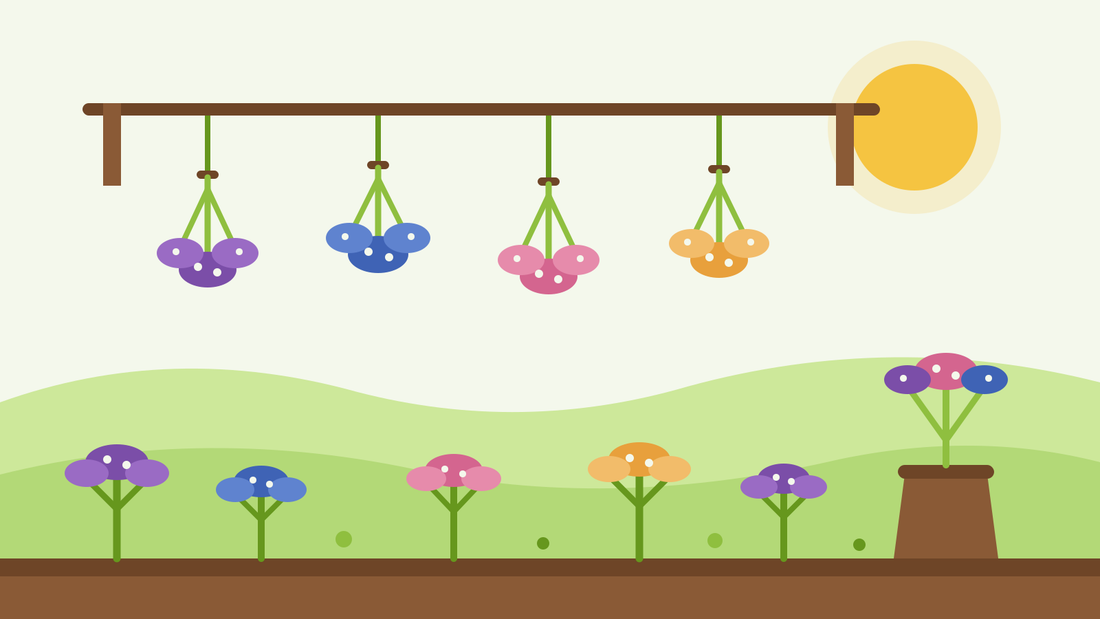 How to dry statice — flat illustration of bunches of purple, blue, pink and apricot statice hanging upside down to dry above a garden bed