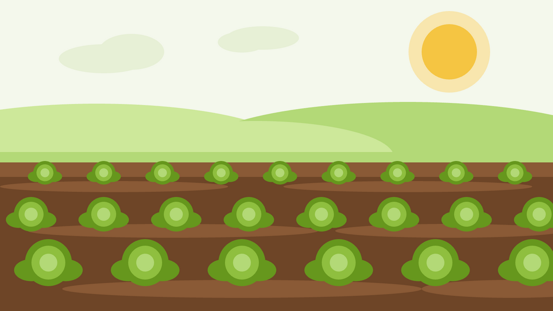 Como cultivar couve-repolho a partir de semente — ilustração plana de filas de repolhos a crescer num canteiro de horta preparado