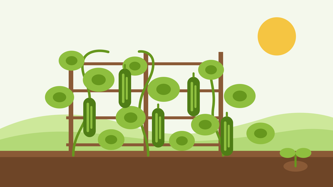 How to grow cucumbers from seed — flat illustration of cucumber vines trained up a wooden trellis with hanging fruits and a young seedling in the soil