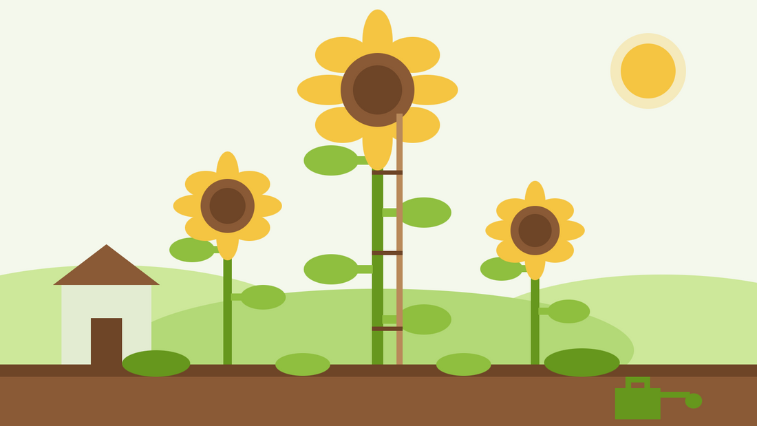 Comment faire pousser des tournesols géants — illustration de style aplat représentant un grand tournesol tuteuré entouré de tournesols plus petits et d'un abri de jardin pour l'échelle