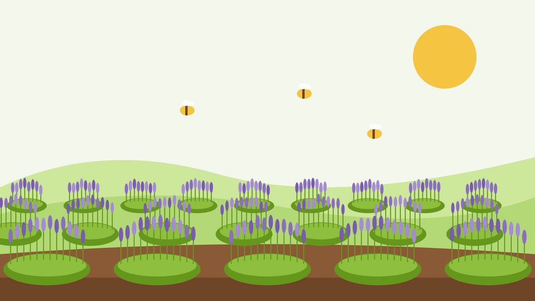 Come coltivare la lavanda dal seme — illustrazione in stile flat di file di cespugli fioriti di lavanda inglese su colline verdi, con api e un sole giallo