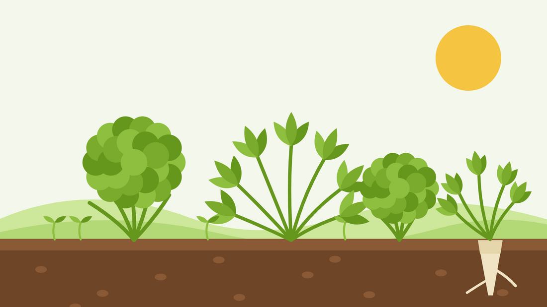 How to grow parsley from seed — flat illustration of curled and flat-leaf parsley plants beside a root parsley cutaway in the soil