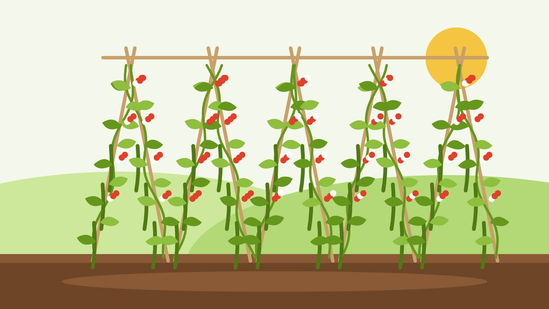 Comment cultiver les haricots d'Espagne à partir de graines — illustration en aplat d'un double rang de tuteurs couverts de haricots d'Espagne grimpants, aux fleurs écarlates et blanches et aux gousses pendantes