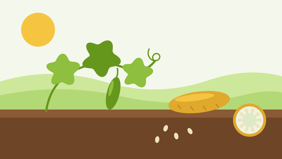 How to save cucumber seeds — flat illustration of a cucumber vine with an over-ripe yellow fruit and a cut cross-section showing the seeds