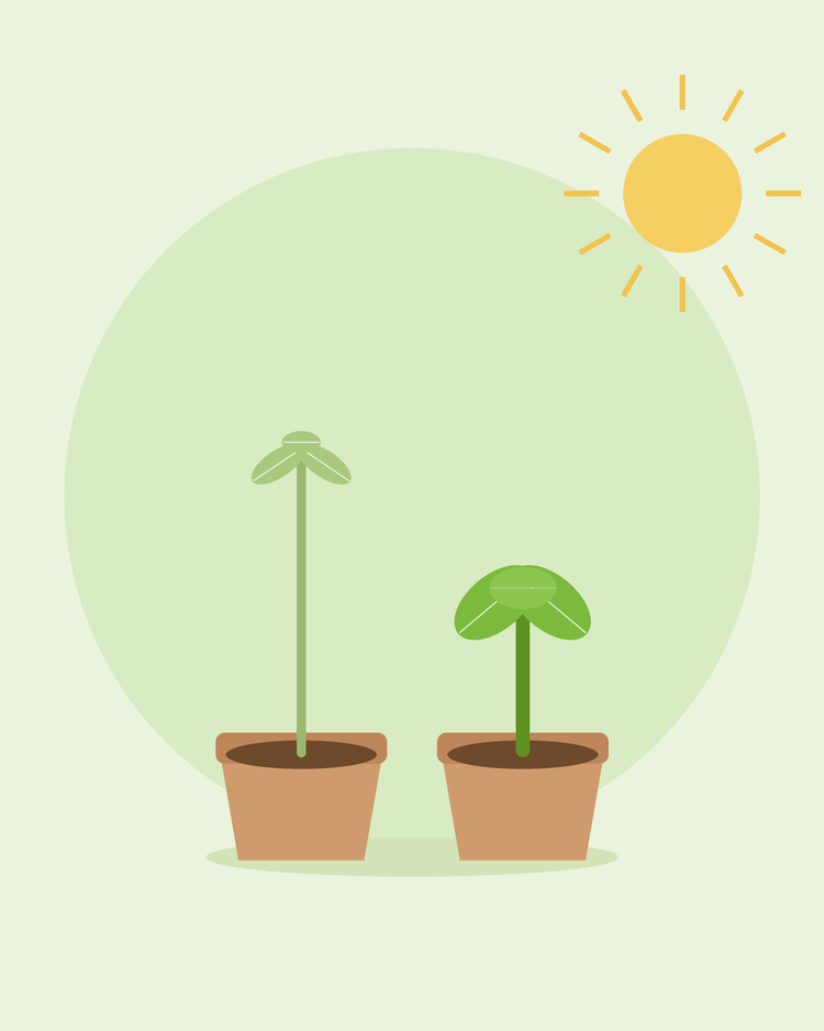 Flat illustration comparing een hoog leggy seedling met een short stocky one in pots — fixing leggy zaailingen, van SeedsChoice