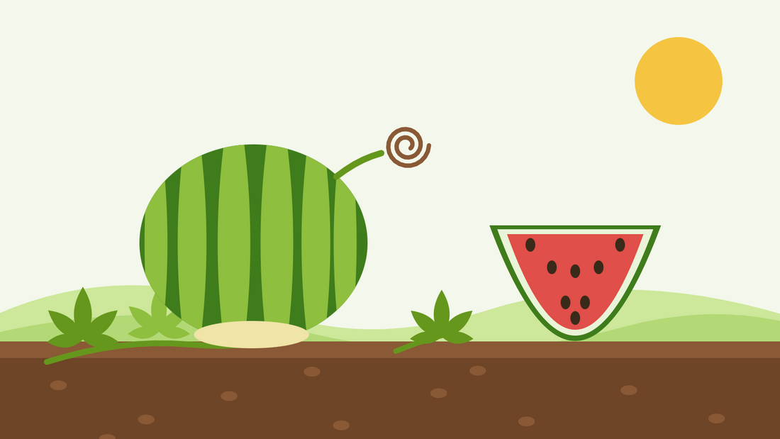 When is a watermelon ripe — flat illustration of a striped watermelon with a pale field spot and a dried tendril, beside a cut red slice
