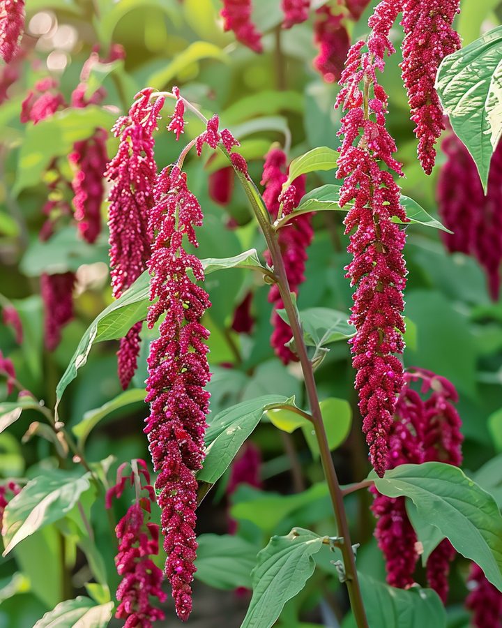Red Foxtail Amaranthus Seeds Amaranthus Caudatus Annual Flowers