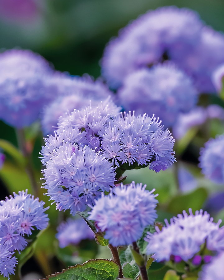 Ageratum Seeds Blue Mink Ageratum Houstonianum Annual Flowers