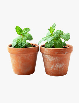 Perfect for Pots & Balconies