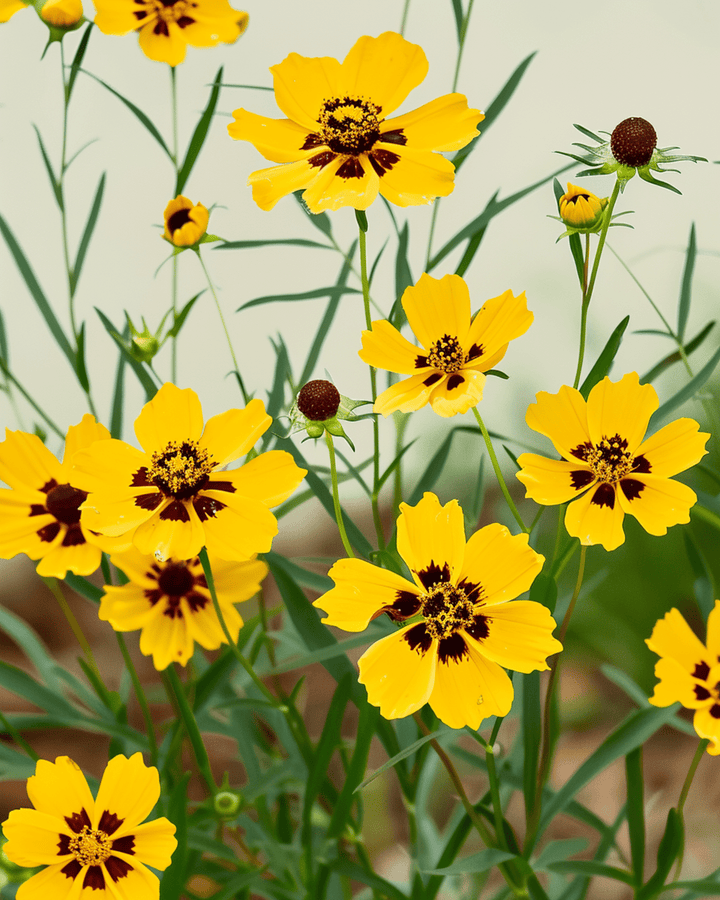 Coreopsis Seeds Organic Coreopsis Tinctoria Annual Tall Mixed Double Butter Daisy
