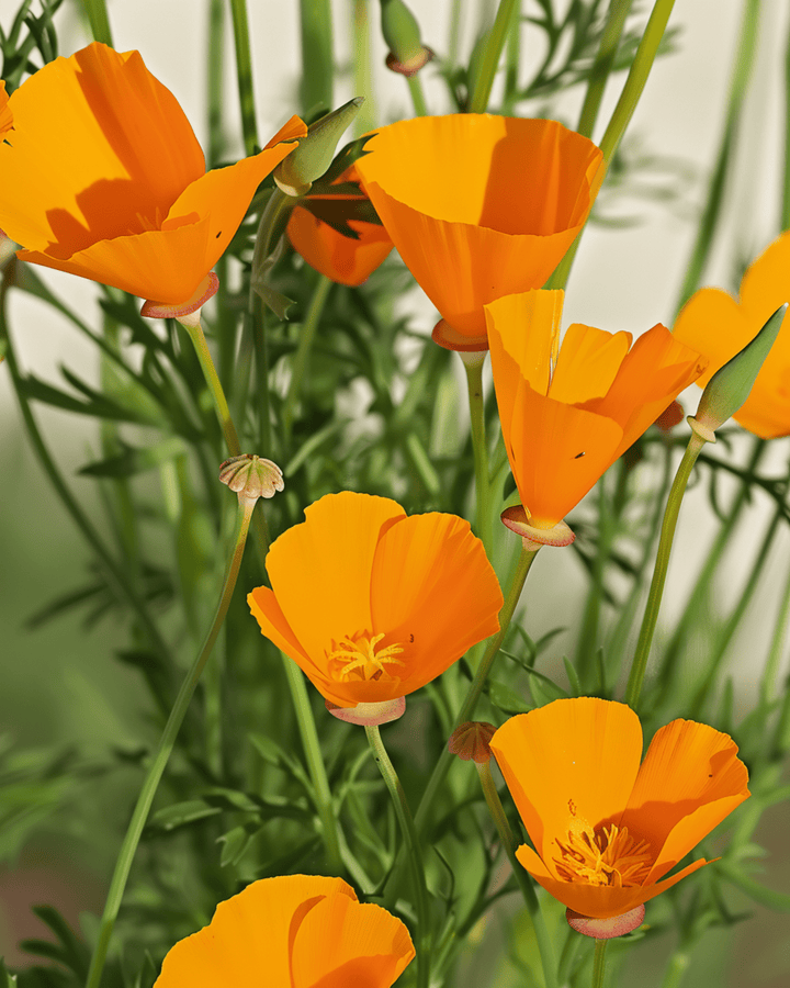 Eschscholzia Aurantiaca Seeds Organic Annual Eschscholzia Californica Aurantiaca Yellow Flowers