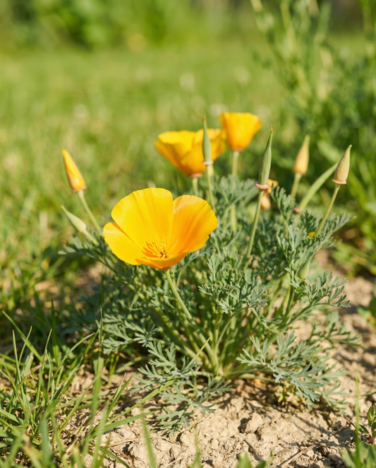 Eschscholzia Aurantiaca Seeds Organic Annual Eschscholzia Californica Aurantiaca Yellow Flowers