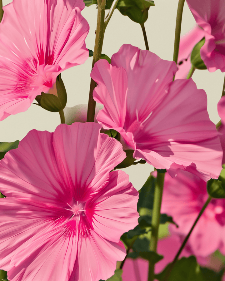Mallow Seeds Organic Lavatera Trimestris Annual Flowers Rose Red Mix