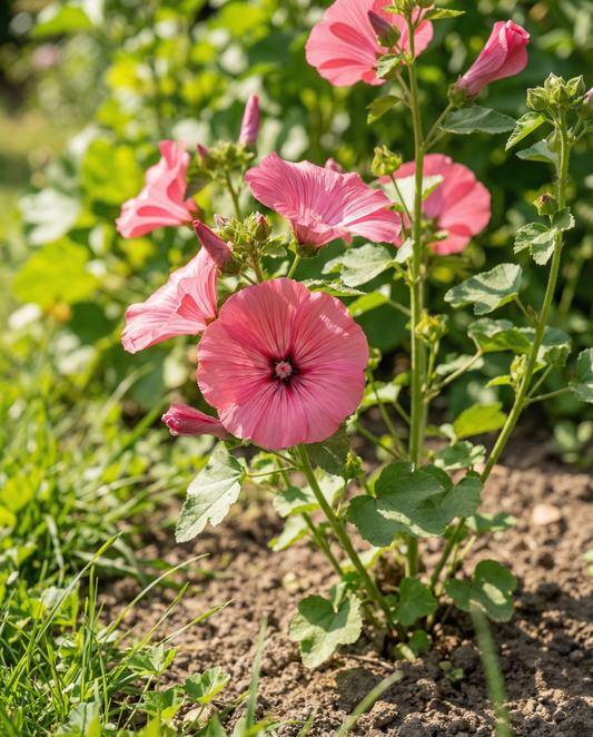 Mallow Seeds Organic Lavatera Trimestris Annual Flowers Rose Red Mix