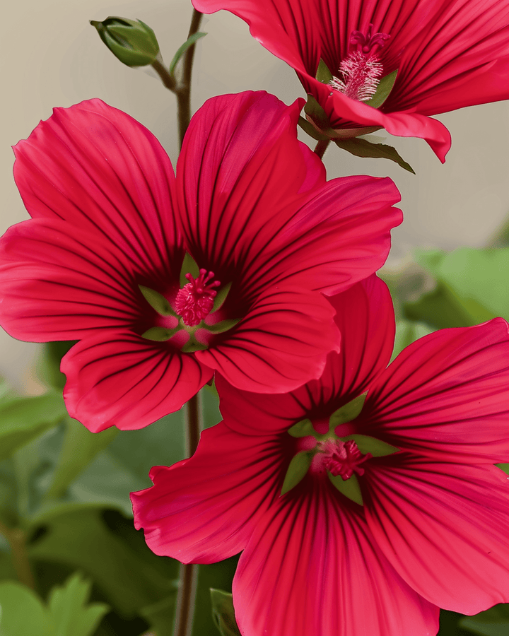 Malope Red Queen Seeds Organic Malope Trifida Annual Flower