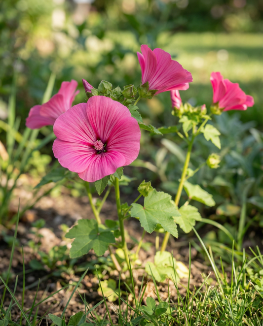 Malope Red Queen Seeds Organic Malope Trifida Annual Flower