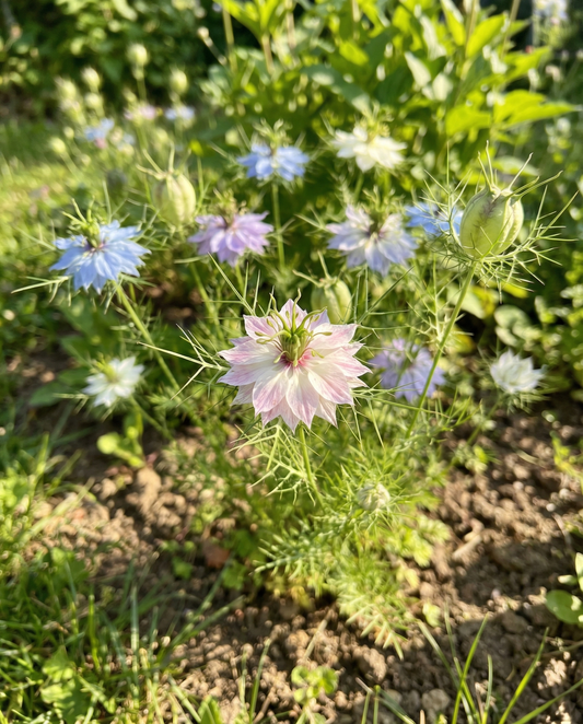Love In A Mist Seeds Organic Nigella Damascena Annual Persian Jewel Mix