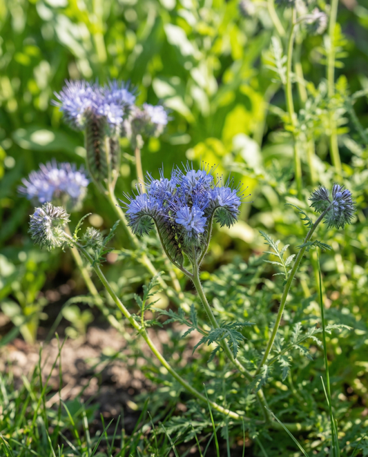 Phacelia Seeds Organic Phacelia Tanacetifolia Annual Flowers