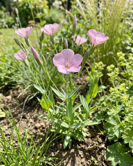 Cowherb Seeds Organic Saponaria Vaccaria Annual Pink Beauty Flowers