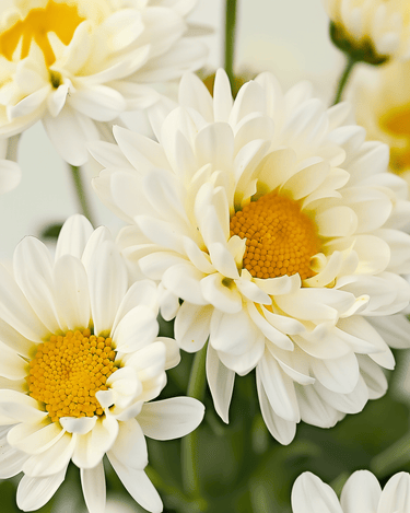 Semillas de margarita shasta May Queen (Chrysanthemum leucanthemum) – perenne ecológica