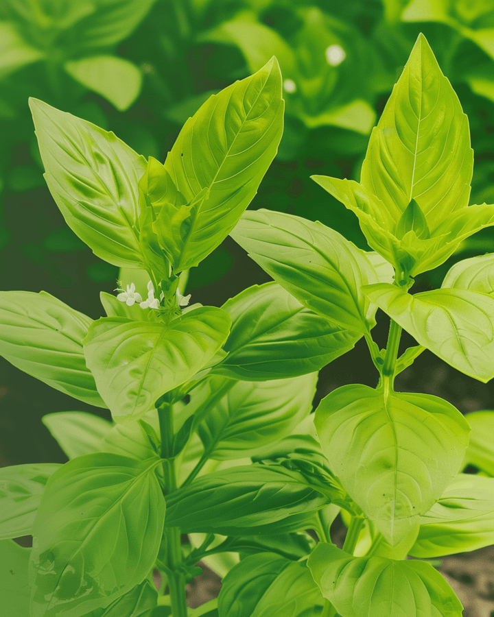 Lemon Basil Seeds Organic Ocimum Basilicum Annual Herb