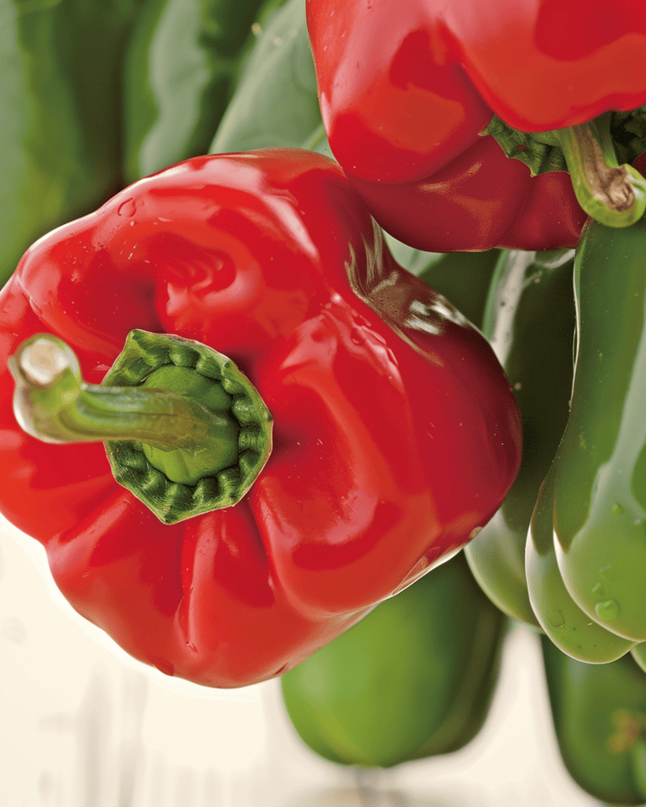 Sweet Pepper California Wonder Seeds Organic Capsicum Annuum Annual