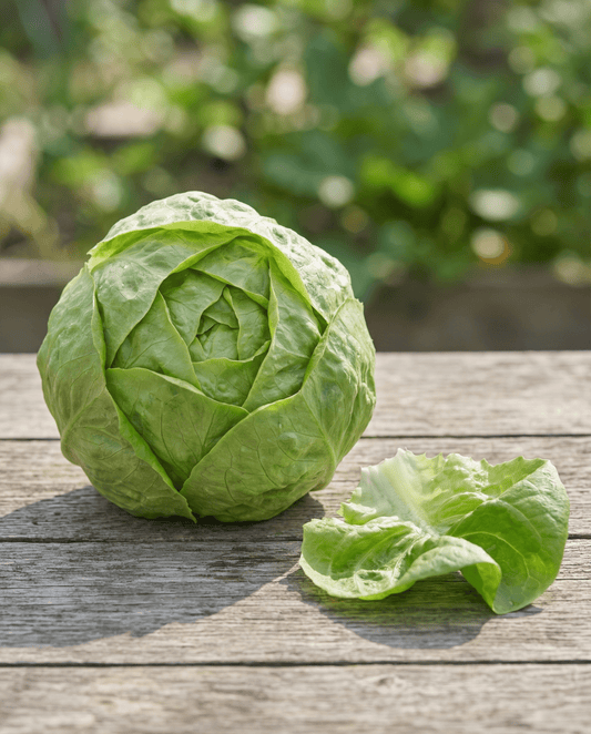 Lettuce Hilde Ii Seeds Organic Lactuca Sativa Annual