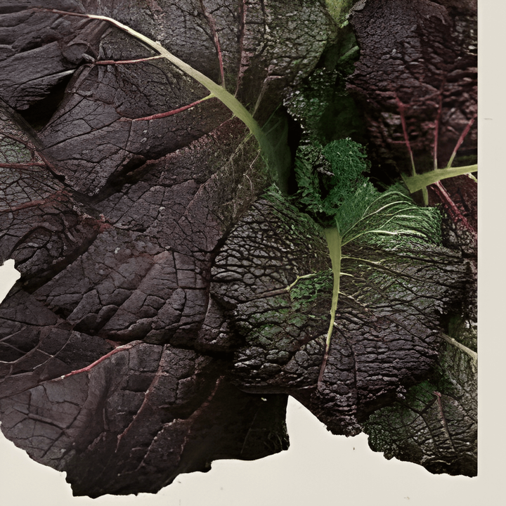 Mustard Red Giant Seeds Organic Brassica Juncea Annual Herb