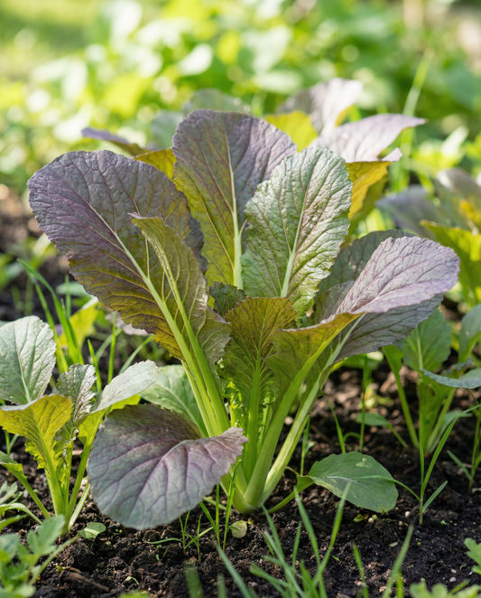 Mustard Red Giant Seeds Organic Brassica Juncea Annual Herb
