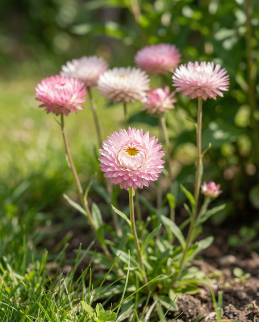 Helipterum Seeds Helipterum Roseum Annual Double Mixed