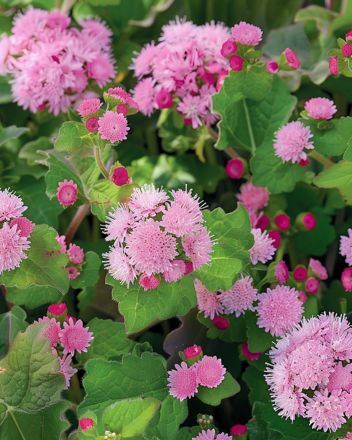 Flossflower Seeds Pink Ball Ageratum Houstonianum Annual