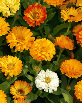 Pot Marigold Seeds Fiesta Gitana Calendula Officinalis Annual Mix