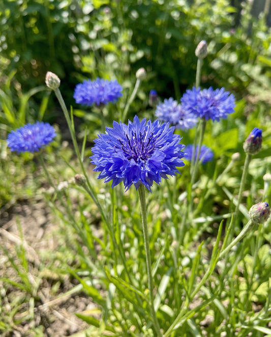 Cornflower Blue Ball Seeds Centaurea Cyanus Annual Flower
