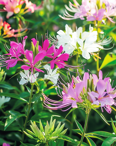 Spinnenblume Colour Fountain Mix Samen (Cleome hassleriana) – einjährige Blume