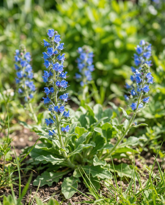 Viper's Bugloss Seeds Echium Plantagineum Annual Flower