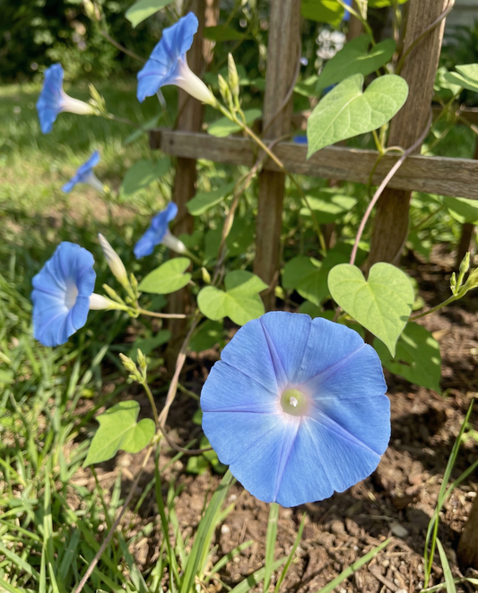 Climbing Annual Flower Seeds Clarks Blue Ipomoea Tricolor Annual