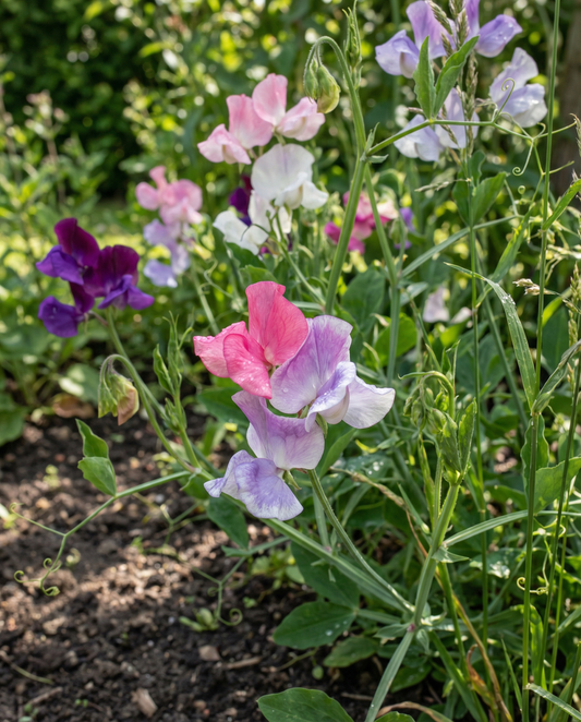 Sweet Pea Seeds Colorama Mix Annual Lathyrus Odoratus