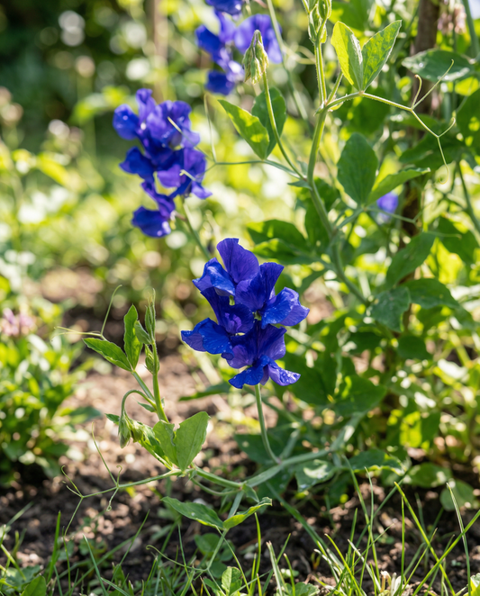 Sweet Pea Seeds Royal Family Blue Lathyrus Odoratus Annual