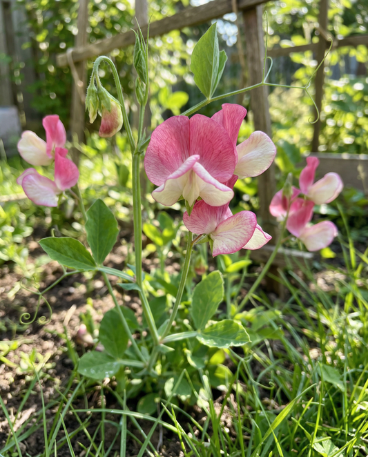 Sweet Pea Seeds Painted Lady Lathyrus Odoratus Annual Climber