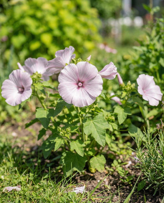 Mallow Silver Cup Seeds Lavatera Trimestris Annual Flower
