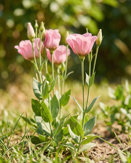 Lisianthus Seeds Pink Single Eustoma Russellianum Annual Flower