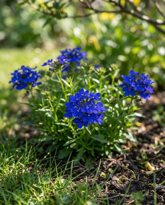 Lobelia Crystal Palace Seeds Lobelia Erinus Annual Flower