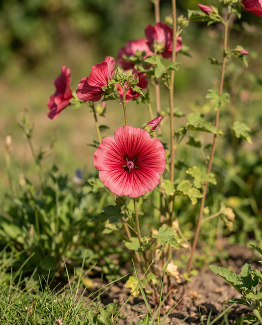 Malope Red Queen Seeds Malope Trifida Annual Flower